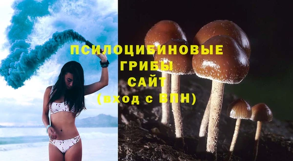 стаф Аркадак